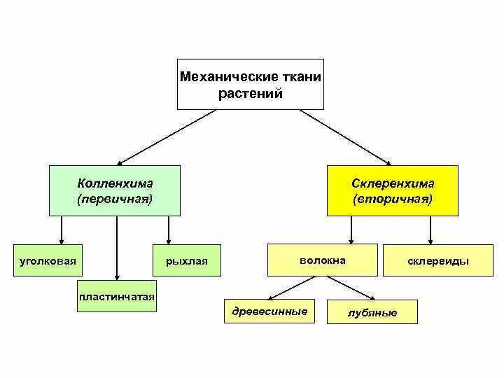 Принципы классификации тканей. Классификация растительных тканей. ткань и классификация ткани растений. классификация тканей ботаника. принципы классификации растительных тканей.