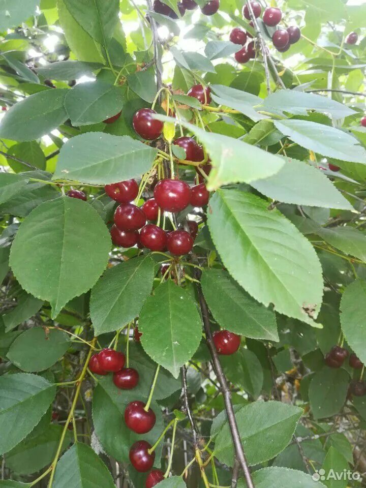 владимирская вишня описание. вишня владимирка. вишня максимовская кустарниковая. владимирская вишня описание. вишня любская описание сорта.