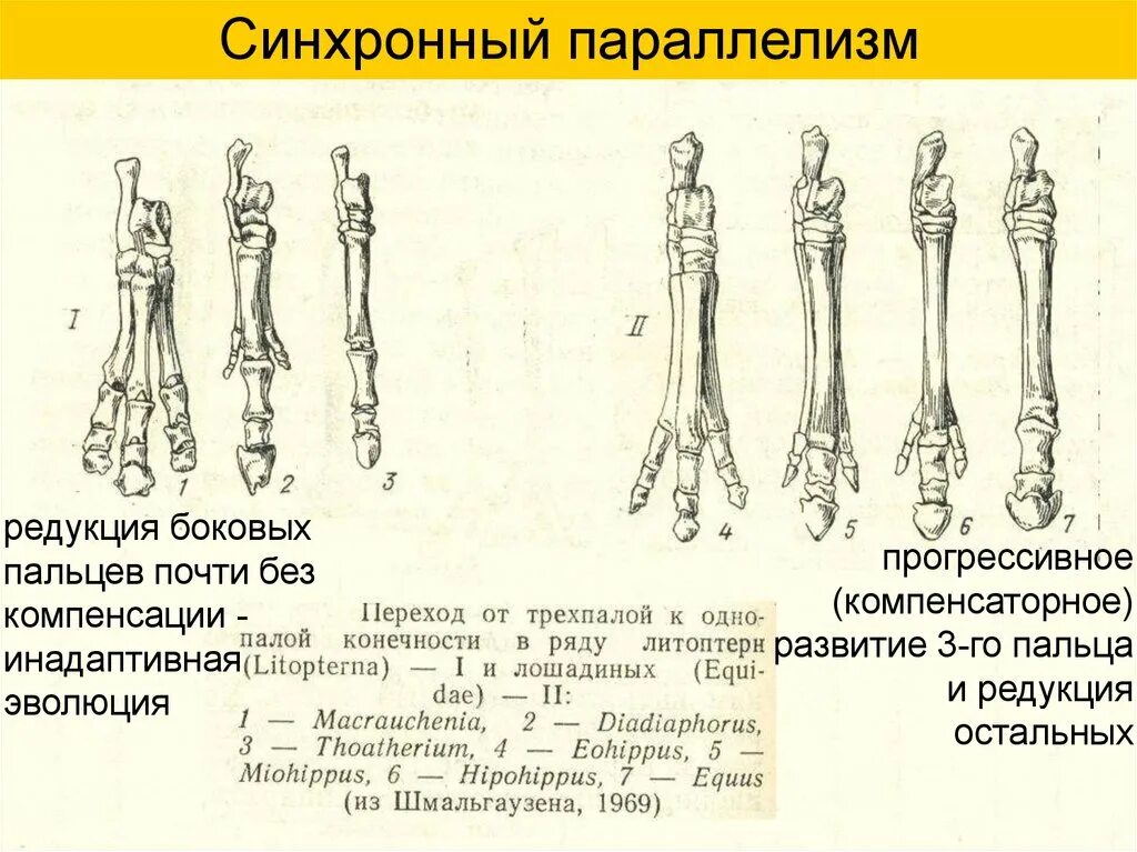 Редукция задних конечностей. Параллелизм. параллелизм биология. редукция конечностей.
