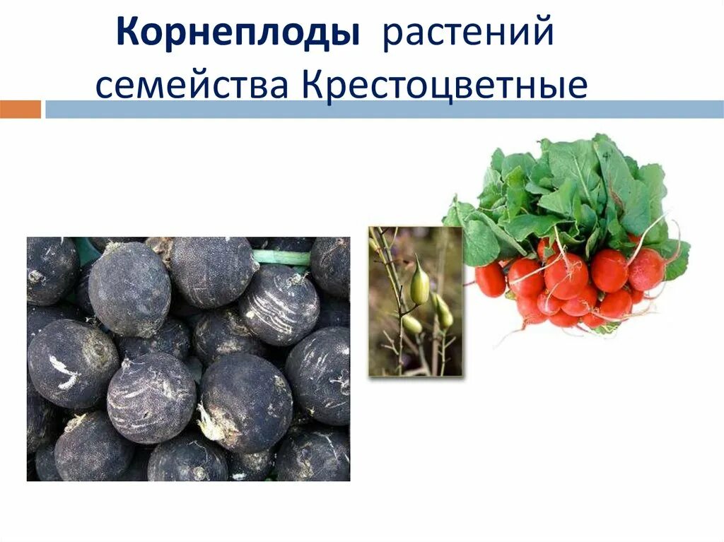 Крестоцветные растения образующие корнеплоды. Семейство крестоцветные представители овощи. Корнеплоды семейства крестоцветных. Корнеплоды семейства крестоцветных. Крестоцветные растения образующие корнеплоды.