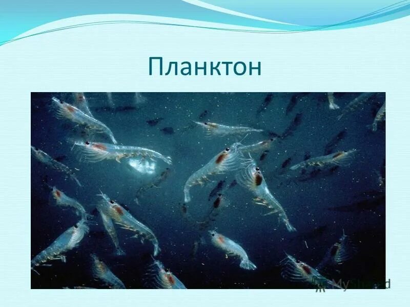 Рыбы фитопланктон