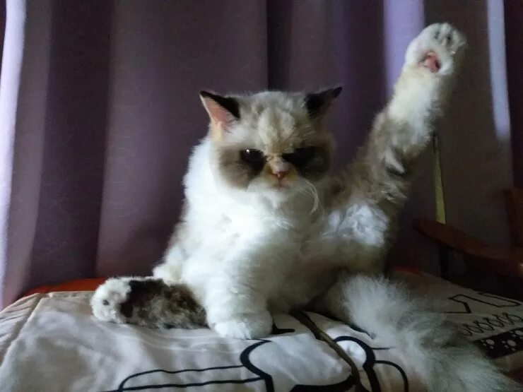 Очень пушистая кошка. Stop пушистость. Котофилы. Stop пушистость. Кошачьи лапки вытянутые.