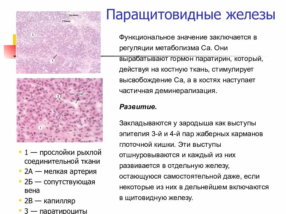 Гормоны гистология. Паращитовидная железа гистология препарат. околощитовидная железа гистология. источник развития паращитовидной железы гистология. щитовидные железы препарат гистология структура.