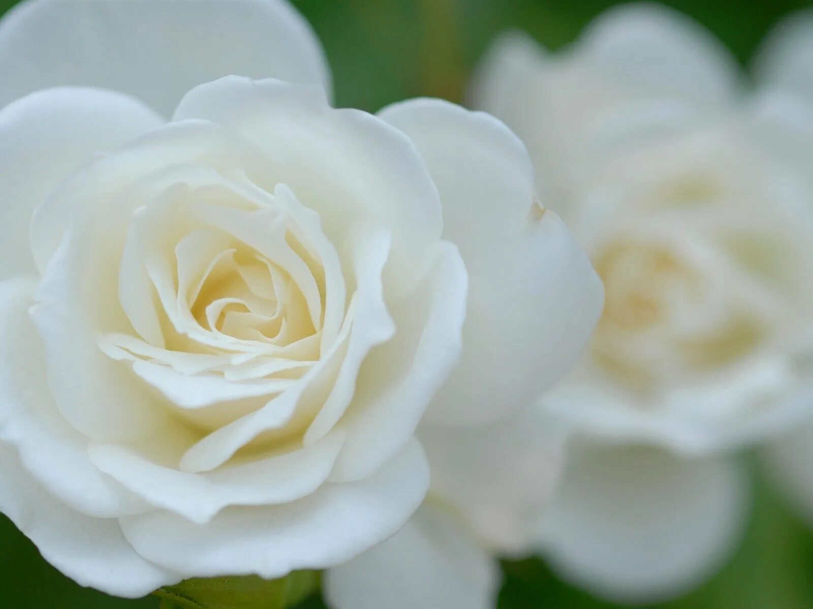 White. Вайт Роуз. Брандуайн белая роза. Роза White Wings. Крупные белые цветы.