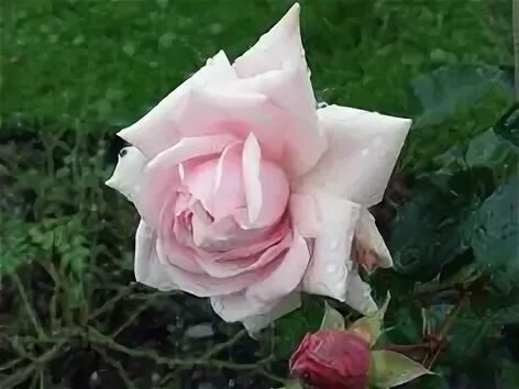 Roses awaken