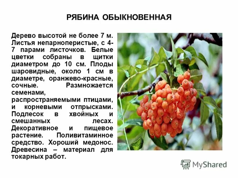 Рябину рубили анализ. Рябина описание. Рябина обыкновенная строение. Рябина характеристика. Краткая информация о рябине.