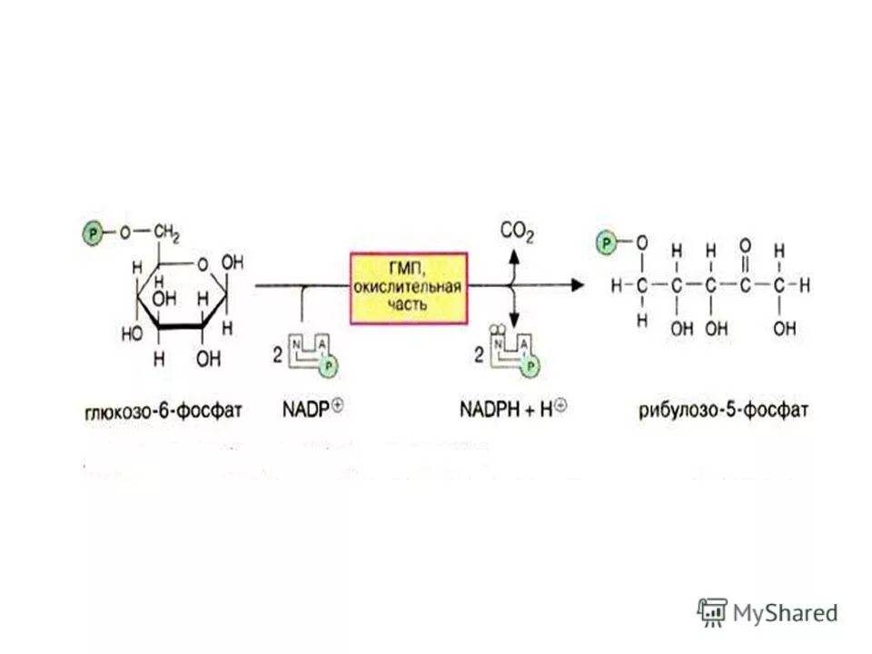 П гл 6. Глюкозо 6 фосфат НАДФ схема. Глюкозо 6 фосфат НАДФ. Гл-6-ф. Фр-6ф формула.