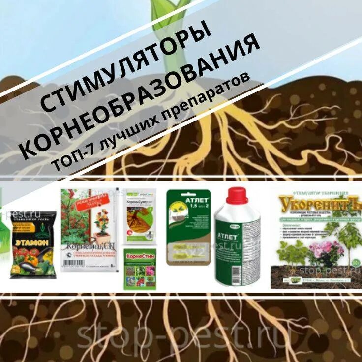 Самые лучшие условия для корнеобразования. Стимулятор корнеобразования. лучшие стимуляторы роста корней. корневин этамон. лучший стимулятор корневой системы.