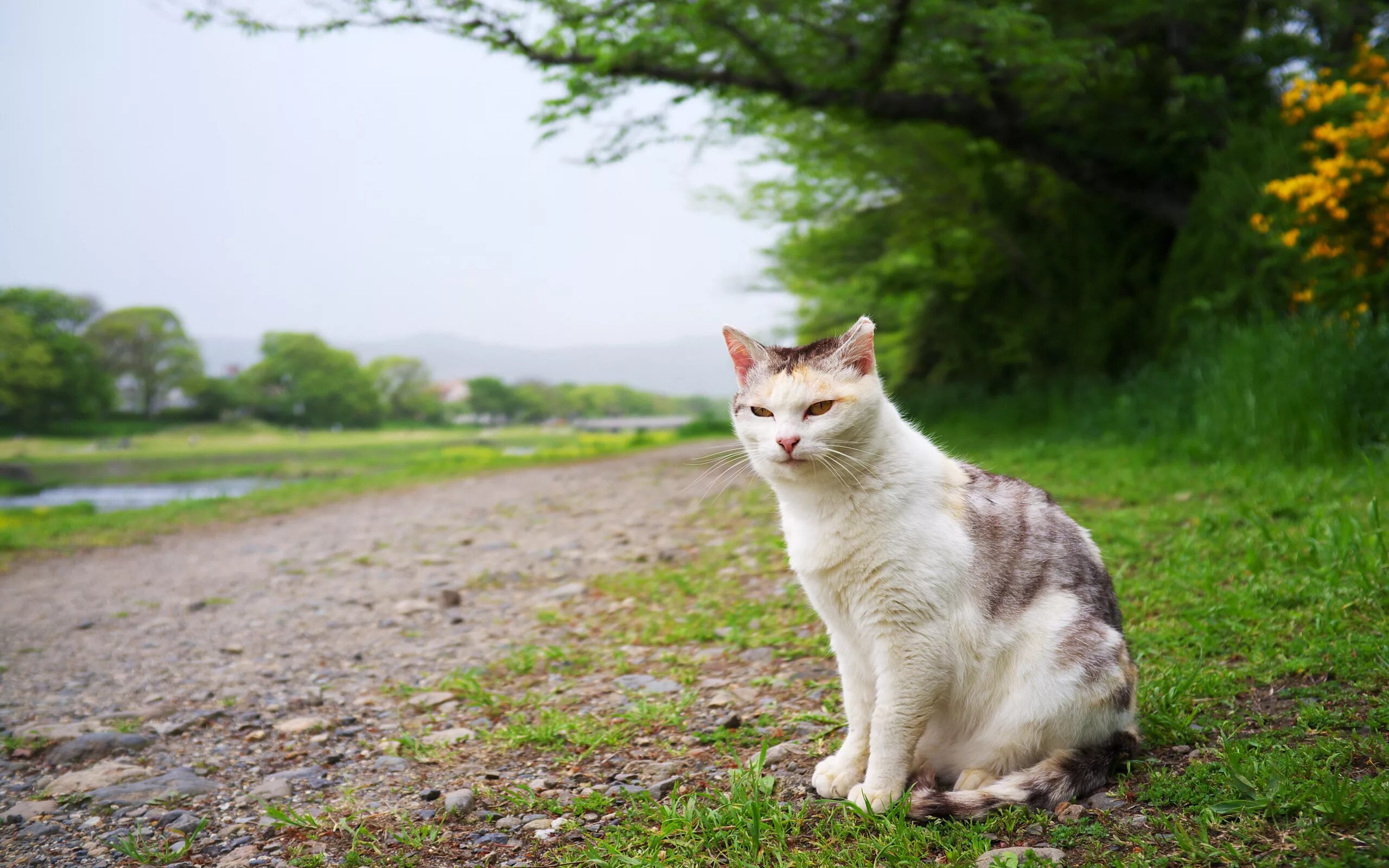 Фото сидящей кошки. Кот сидит. Коты на природе. Сидячая кошка. Кот в траве.