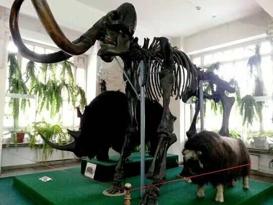 Краеведческий музей красноярск. График работы краеведческого музея. Билет в краеведческий музей. Краеведческий музей красноярск. Краеведческий музей красноярск график работы.