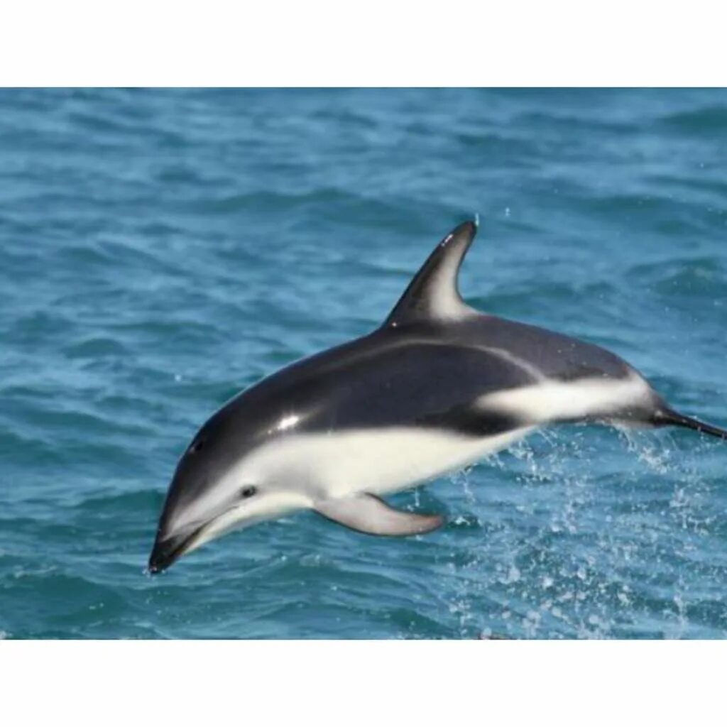 белобрюхий дельфин. беломордый дельфин lagenorhynchus albirostris. беломордый дельфин из красной. дельфин редкое животное. Cephalorhynchus commersonii.