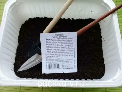 Когда сеять лаватеру на рассаду
