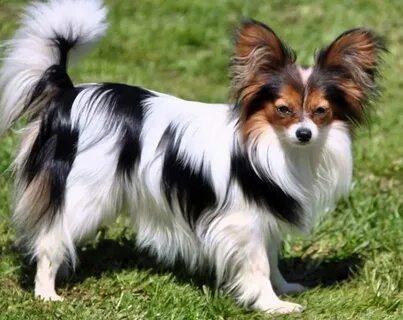 Papillon фото