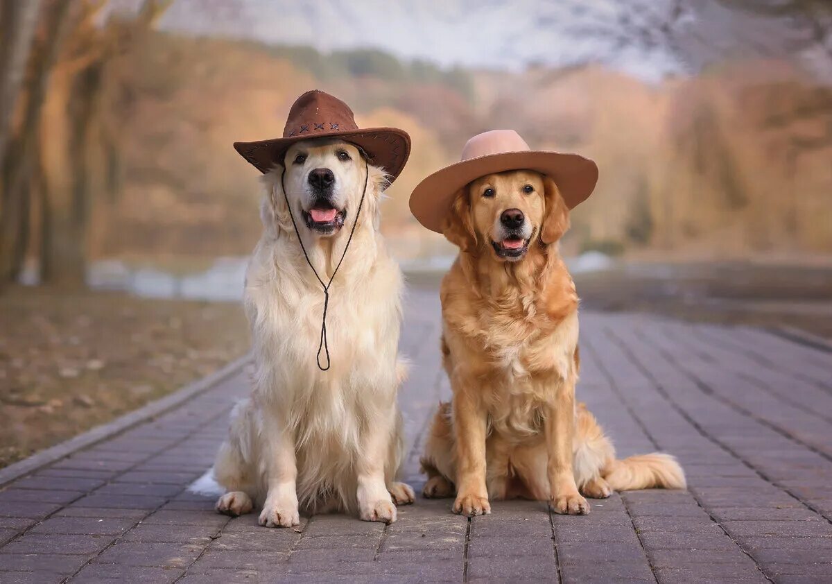 Dog pairing