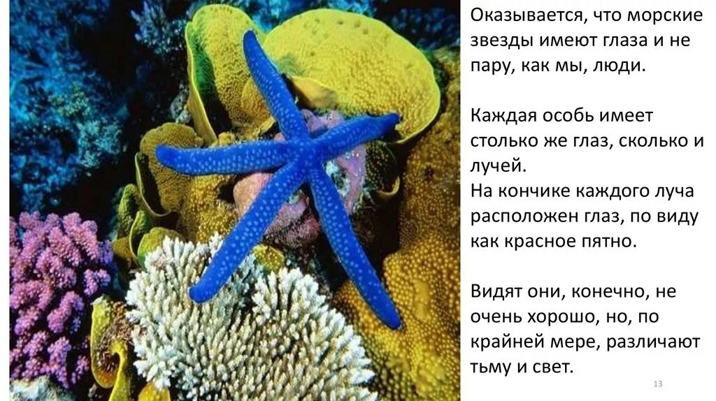 Глаза морской звезды. Сколько лучей у морской звезды. Где глаза у морской звезды. Где находятся глаза у морской звезды. Морская звезда кратко.