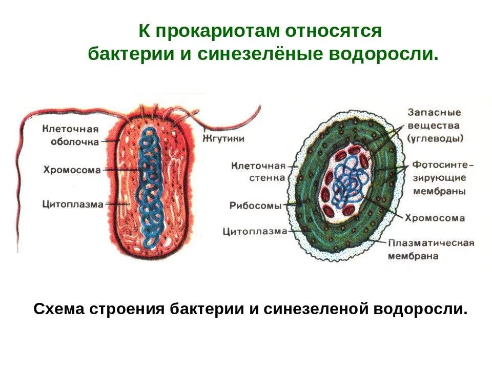 Прокариотами называются. Схема строения прокариотической клетки цианобактерий. Схема строения бактерии и сине зеленой водоросли. Схема строения клетки цианобактерий. Строение прокариотических бактерий.