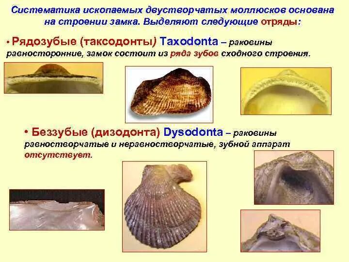 Какая раковина у двустворчатых моллюсков. Ископаемые двустворчатые моллюски. двустворчатые моллюски палеонтология. окаменелости двустворчатых моллюсков. зубы моллюсков двустворчатых.