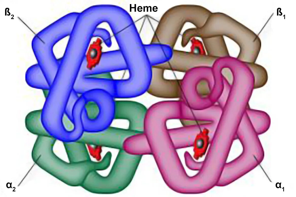 Heme. Строение молекулы миоглобина и гемоглобина. Молекула гема. Мего Глобин.