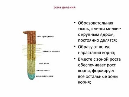Цветок какие ткани