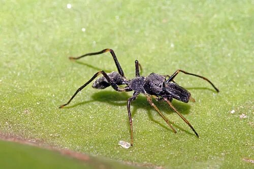jumping spiders Want to be a Nomad