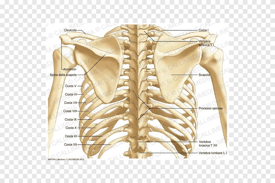 Лопатка кость человека на скелете. Скелет лопатки человека анатомия. Лопатка анатомия Синельников. Лопатка анатомия на грудной клетке. Лопаточная кость анатомия.