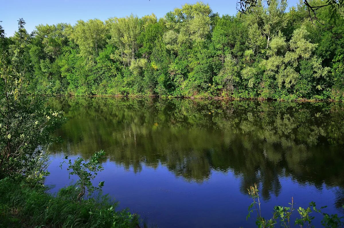 леса саратовской области. озёра посёлка петра дубрава. пойменные леса. волго-ахтубинская пойма лето. заповедник брянский лес пойменные дубравы.