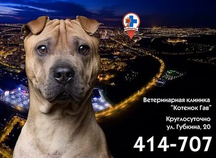 Ветклиника котенок гав
