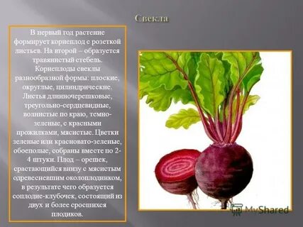 Укажите группу слов профессионализмов колчан свекла
