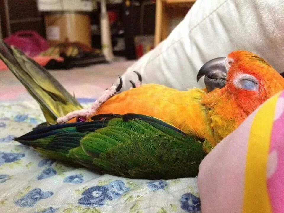 К чему снится попугай во сне. Сенегальский попугай. Conure попугай. Спящие попугайчики.