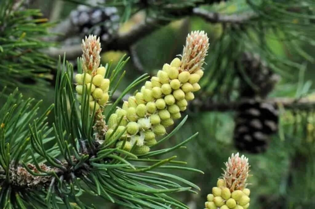 Хвойные побеги. Сосновые шишки побеги . Пыльца. Pinus Sylvestris 'argentea'. Пыльцевые побеги сосны. Побег сосны обыкновенной.