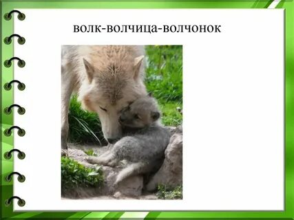 Корень слова волк