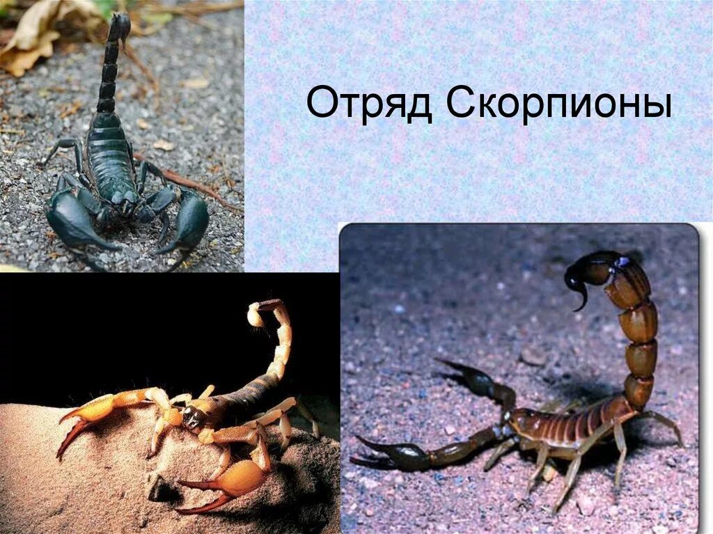 Какую среду освоил скорпион. Паукообразные отряд Скорпионы. Класс паукообразные отряд Скорпионы. Скорпион презентация. Отряд Скорпионы презентация.