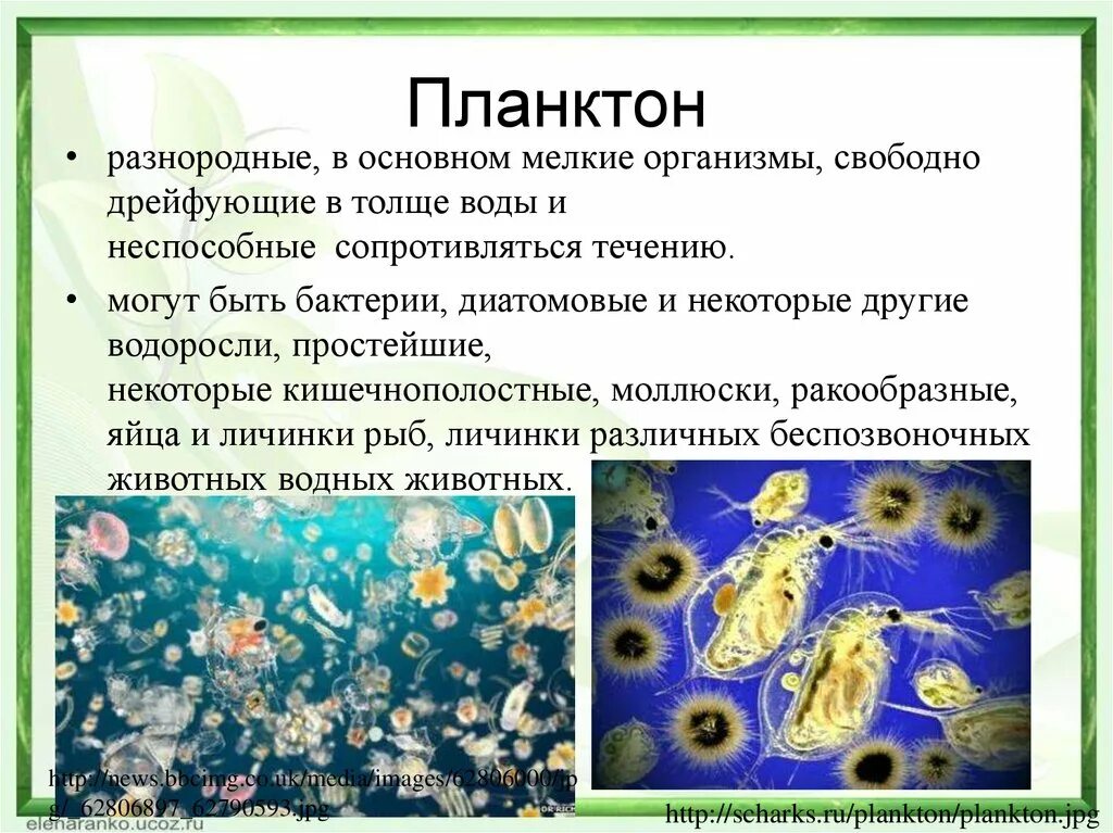 Планктоновые водоросли. Планктонные водоросли примеры. Планктон разнородные мелкие организмы. Планктон в толще воды.