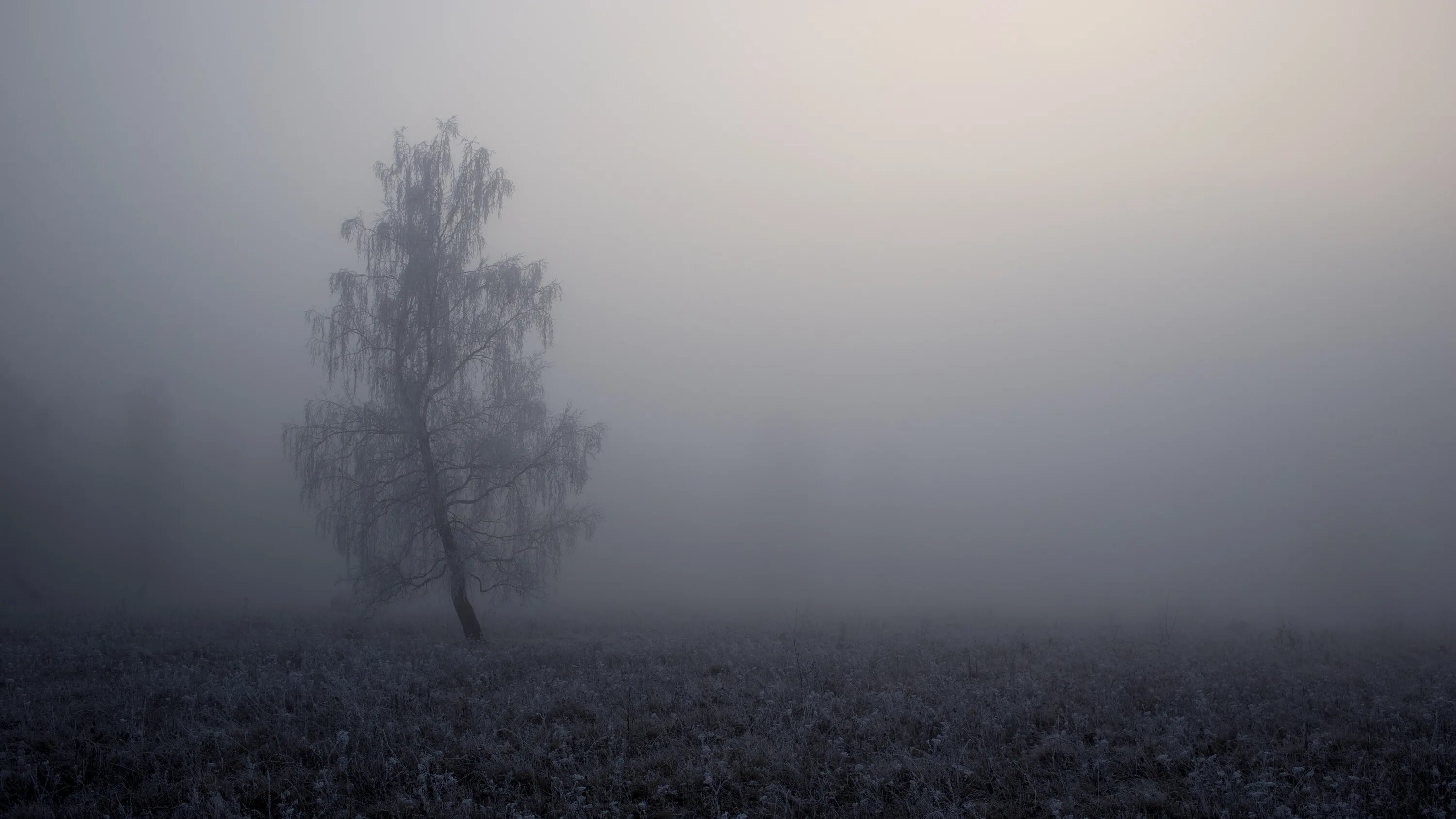 Вдруг навалился густой туман как будто стеной. Мрачный пейзаж. Лес в тумане. Туманный пейзаж. Серый туман.