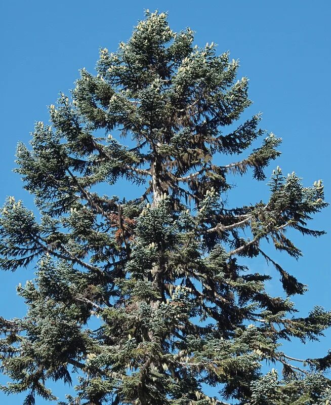 Ель обыкновенная (picea excelsa). Пихта семенова. Пихта высокая. Пихта нордмана (кавказская пихта). Пихта высокорослая глаука.