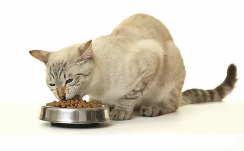 Котик корм