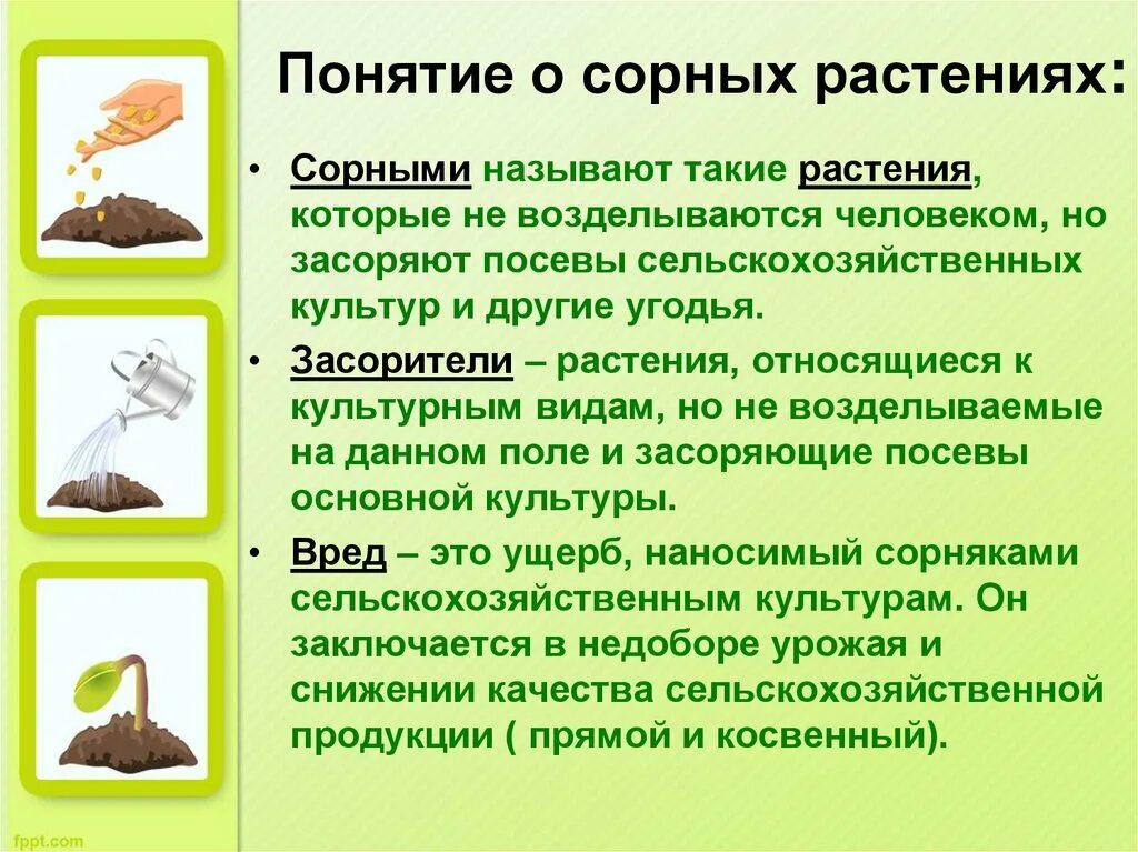 Вред и польза сорняков