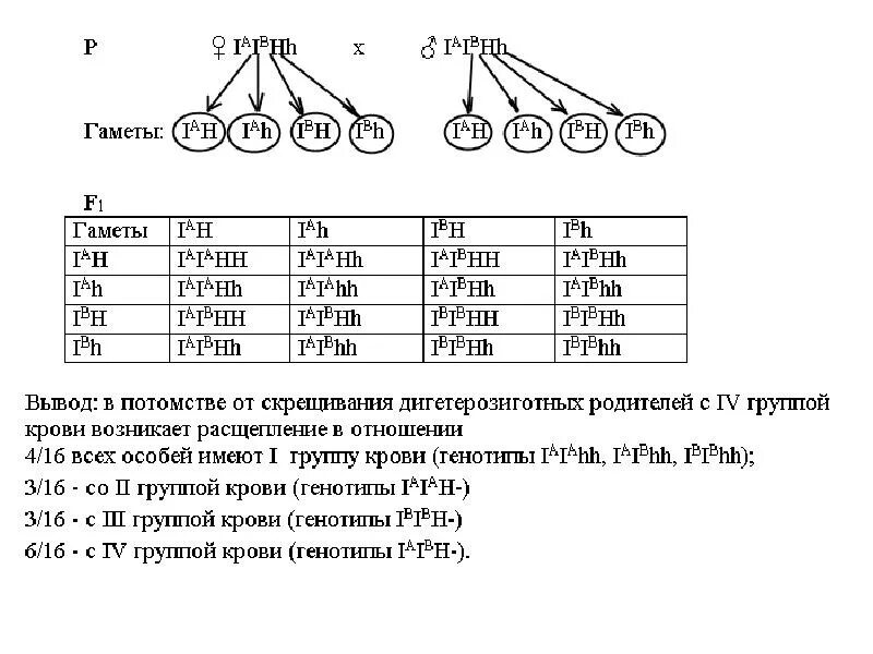 Схема наследование классов в qt. Наследование роста человека Полимерия. Рост человека контролируется несколькими парами несцепленных генов. Рост у человека определяется несколькими парами неаллельных генов.