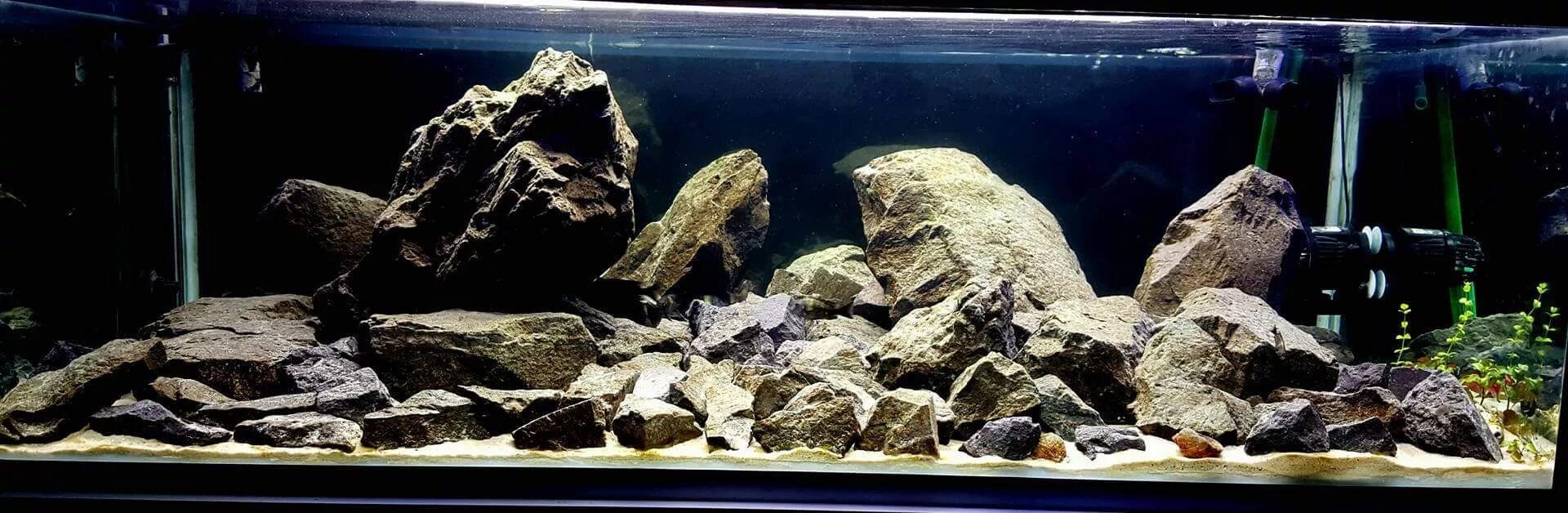 Aquascaping African Cichlids 125G Tank Aquarium Aquascaping Forum in 2025 Fresh 