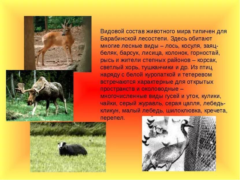 Видовой состав леса животные. Животные первого яруса леса. Видовой состав леса животные. Модель экосистемы леса. Экосистема соснового леса схема.