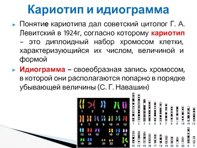 Диплоидный набор хромосом человека сколько. Идиограмма кариотипа человека. Диплоидный набор хромосом кариотип. Кариотип и идиограмма хромосом человека. Идиограмма хромосом человека.