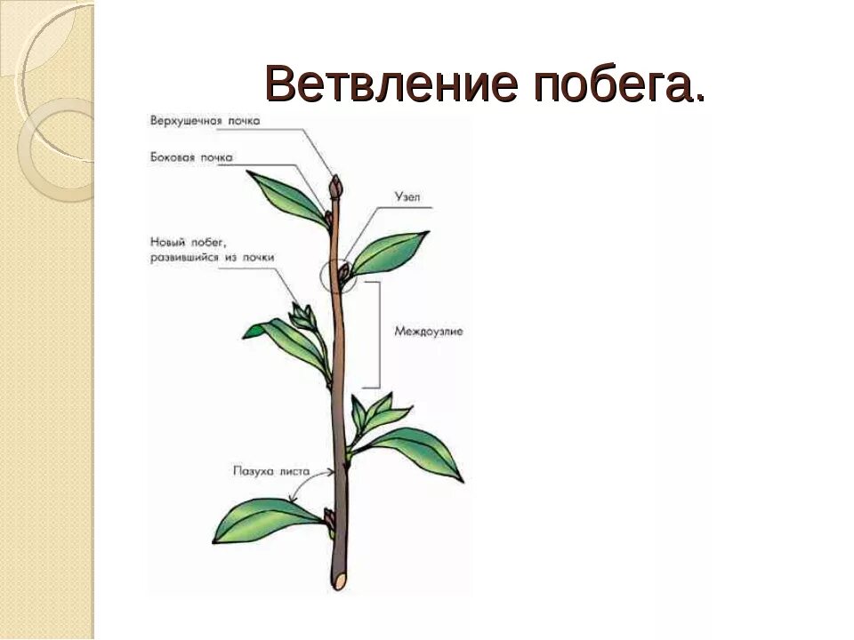 Назовите части побегов. Ветвление побега побега. Схемы ветвления побегов. Ветвление побегов растений. Виды побегов у растений.