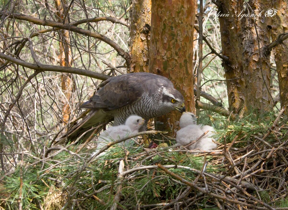 Ястреб перепелятник и тетеревятник. Сокол тетеревятник птенец. Отстрел хищных птиц. Гнездо тетеревятника. Птенцы хищных птиц в свердловской области.