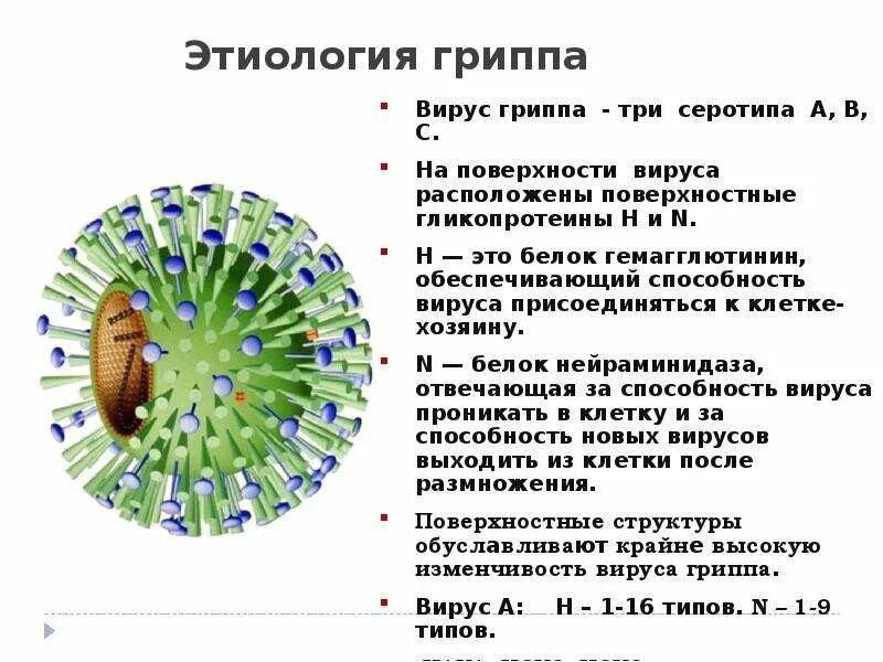 Строение вируса гриппа. Схема строения вируса гриппа. Строение вируса гриппа кратко. Патогенез вируса гриппа микробиология. Грипп состав