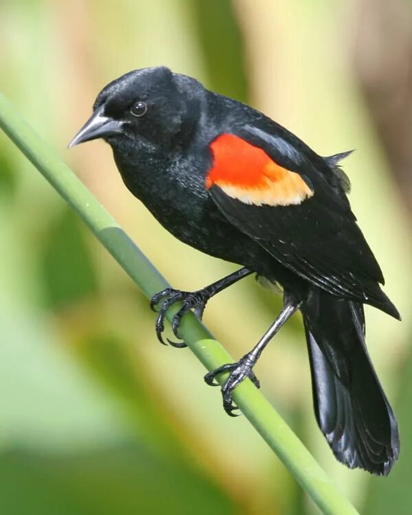 Red-Winged Blackbird. Blackbird Bird. Черная птица с разноцветными крыльями. Черная птица с красными пятнами.