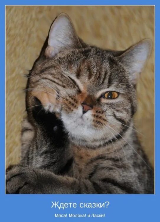 Bored cat