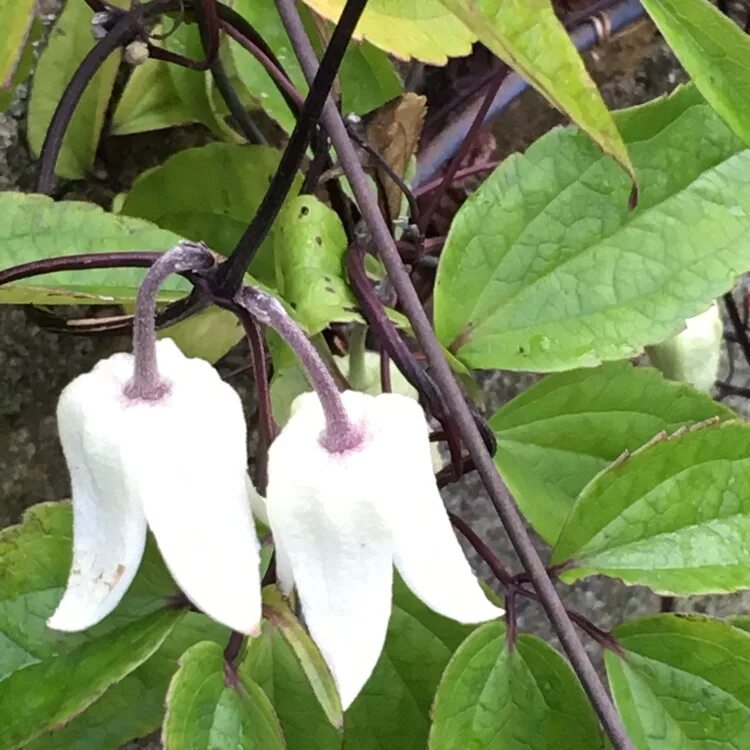 Клематис Винтер Бьюти. Clematis urophylla. Клематис ДЖИРЕНАС.