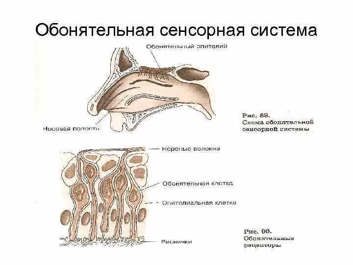 Структура обонятельной системы. Структура обонятельной системы