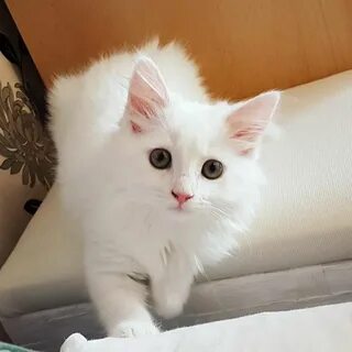 Ангора котята
