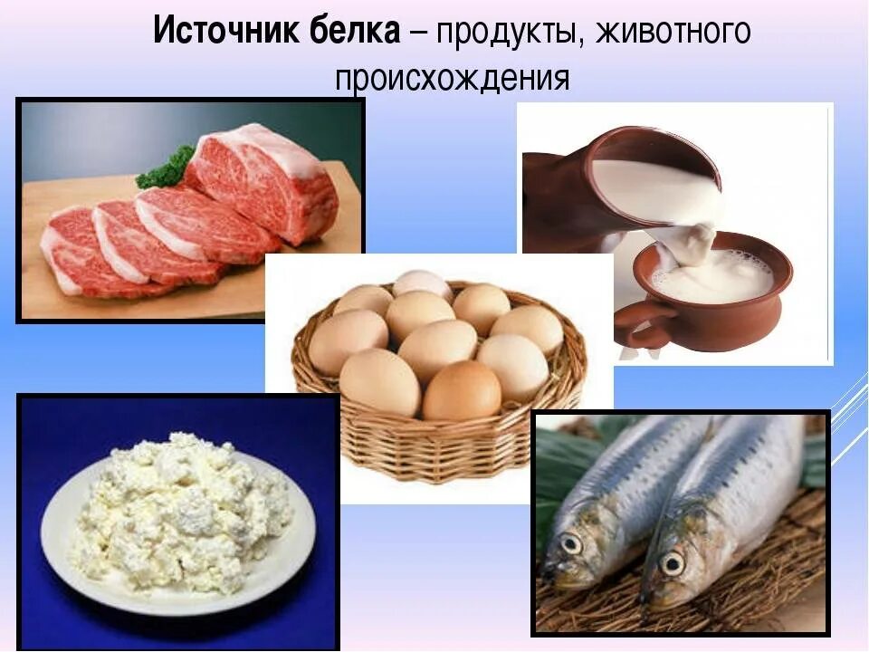 Белок животного происхождения. Продукты источники белков животного происхождения. Источники белка в продуктах. Источники белка животного происхождения. Что относится к белковым